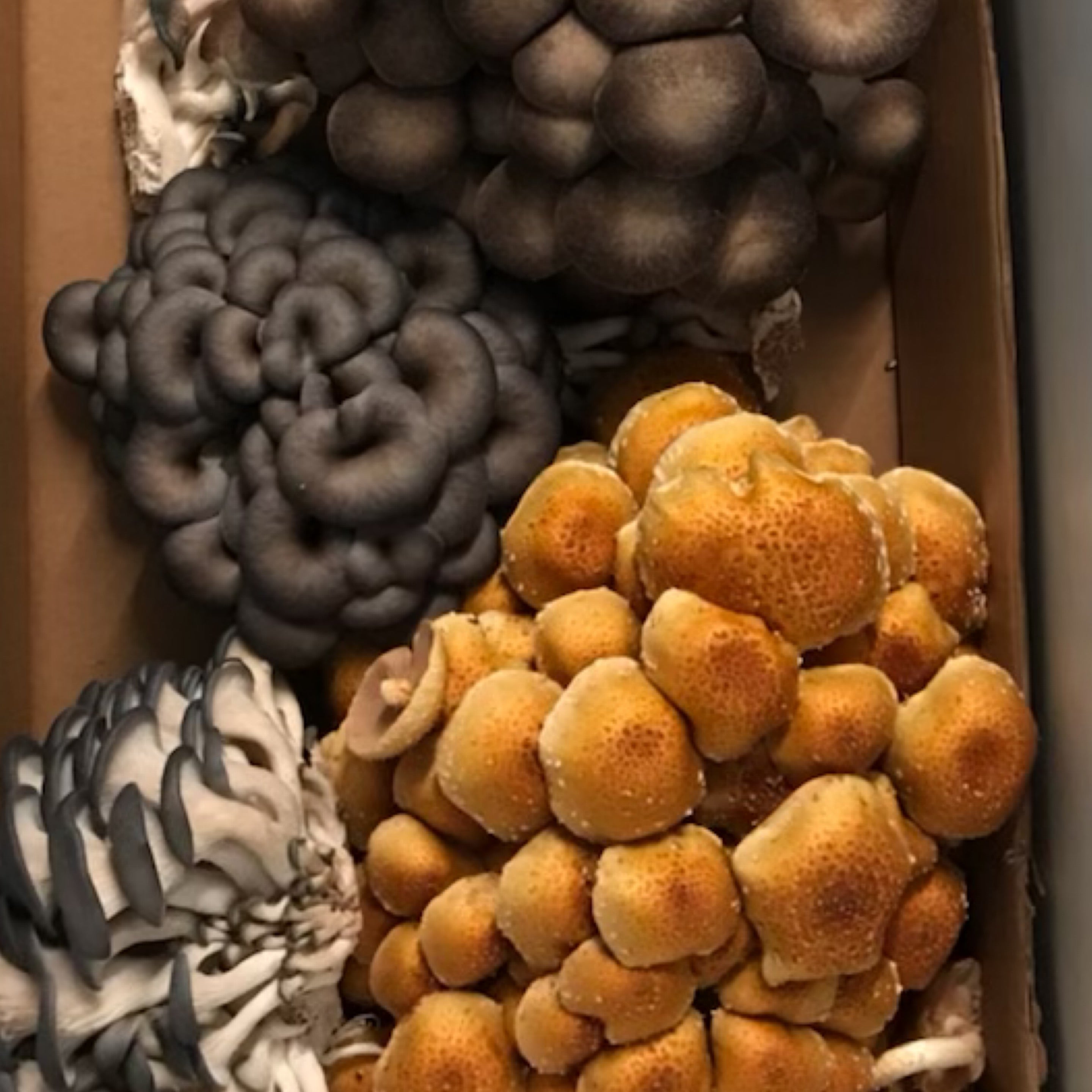 Mixed Mushrooms | Pro Brothers Farm